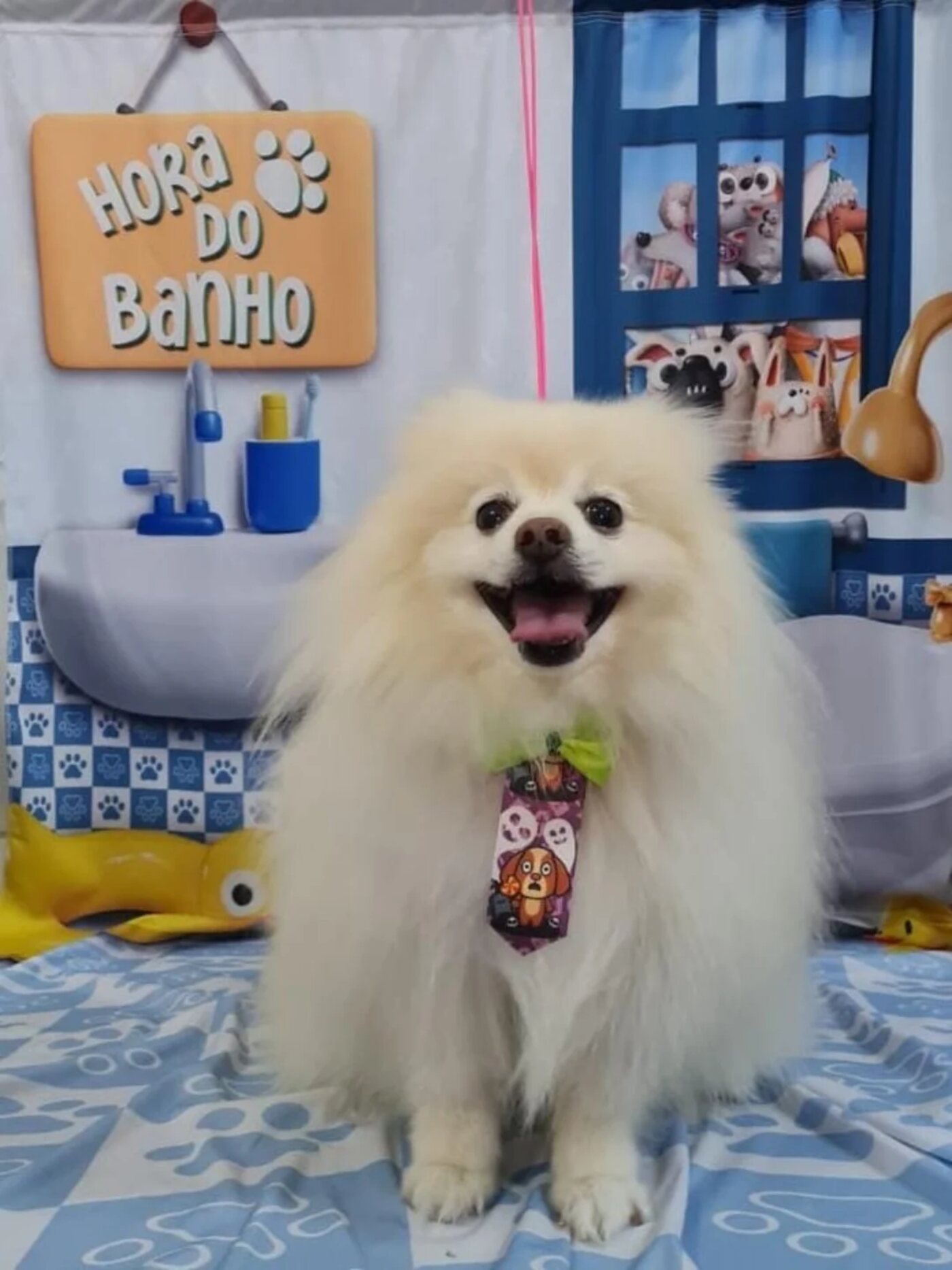 Lulu da pomerânia branco sorrindo, de gravatinha, no cenário da Hora do Banho