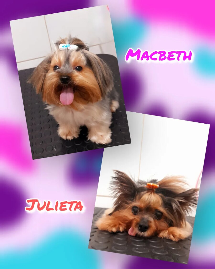 Arte do pet shop com os retratos de Macbeth e Julieta depois do banho