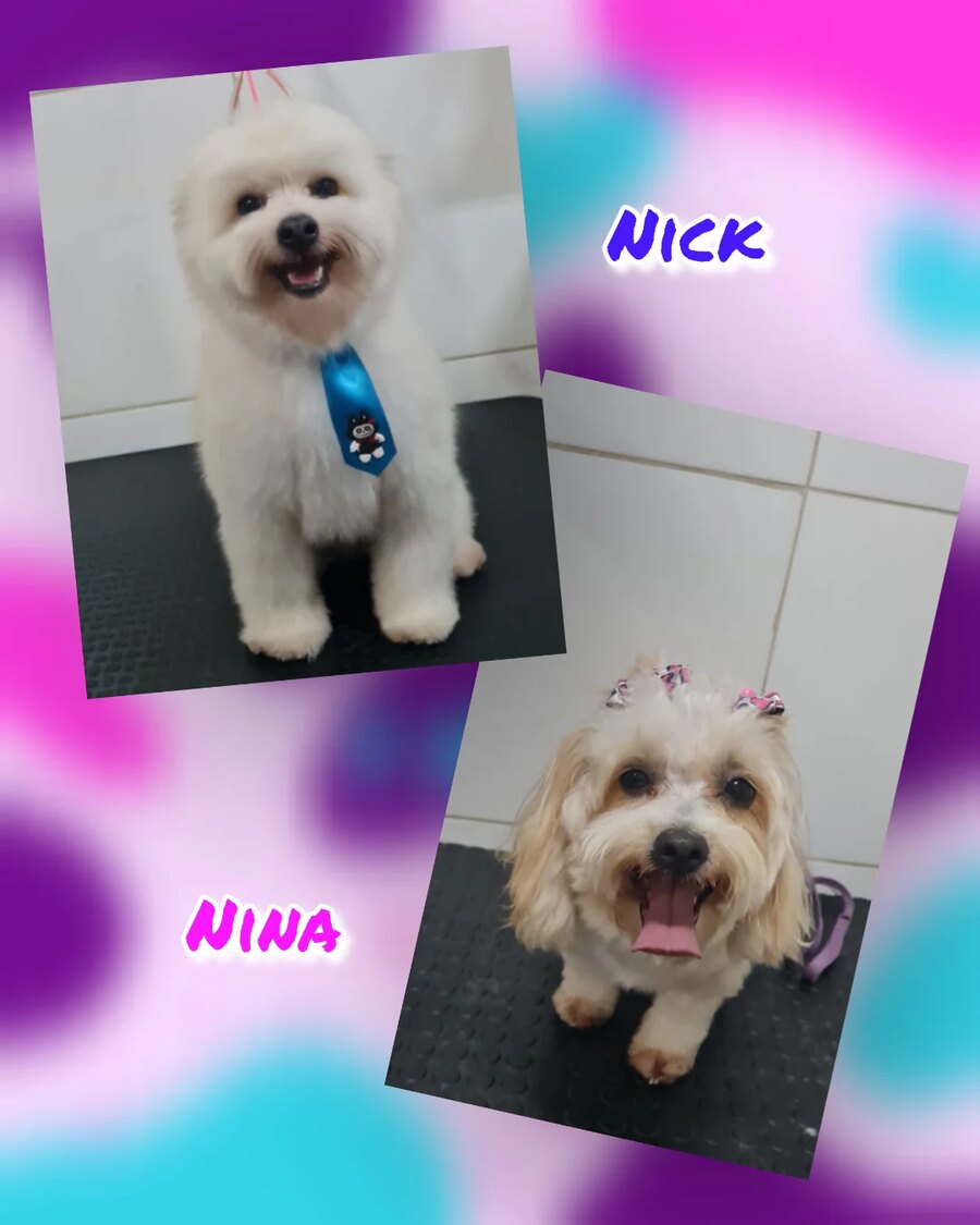 Arte do pet shop com os retratos de Nick e Nina depois do banho
