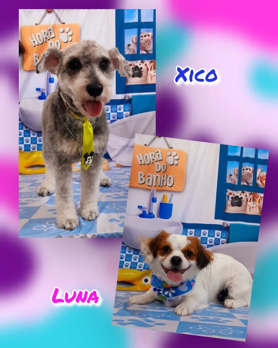 Arte do pet shop com os retratos de Xico e Luna no cenário da Hora do Banho