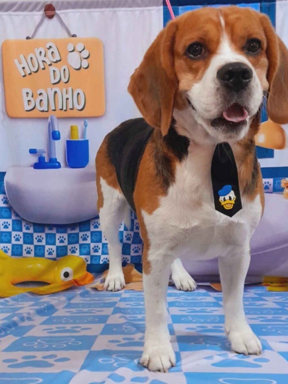 Beagle de gravatinha em pé no cenário da Hora do Banho