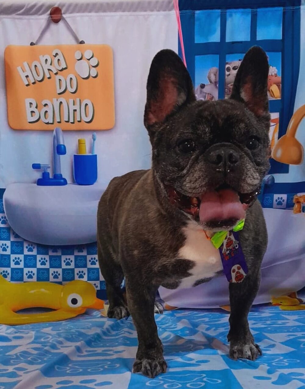 Buldogue francês de gravatinha com a língua de fora no cenário da Hora do Banho