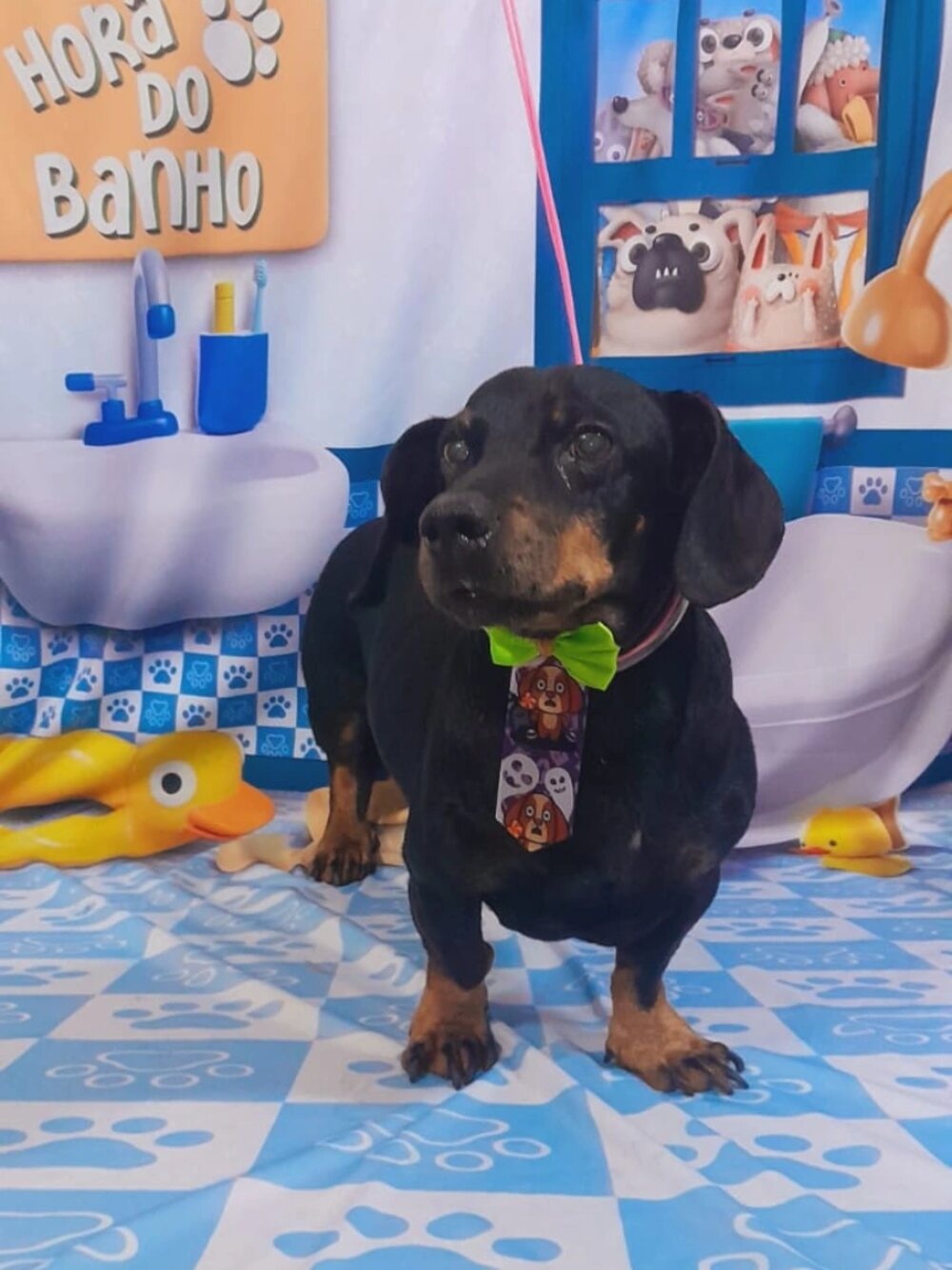 Dachshund preto de gravata verde no cenário da Hora do Banho