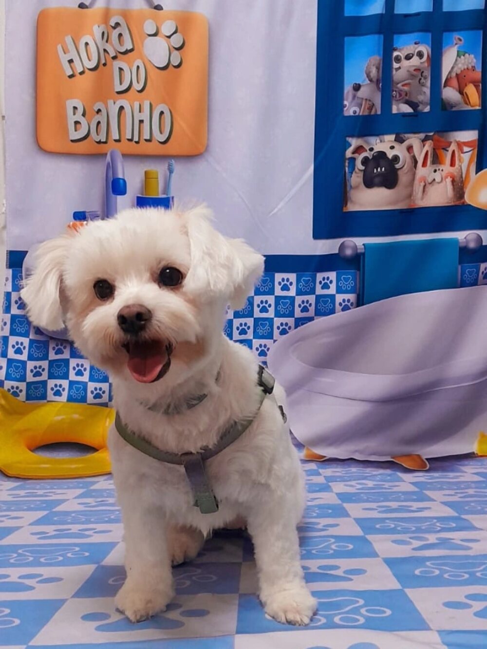 Maltês branco de peitoral posando no cenário da Hora do Banho