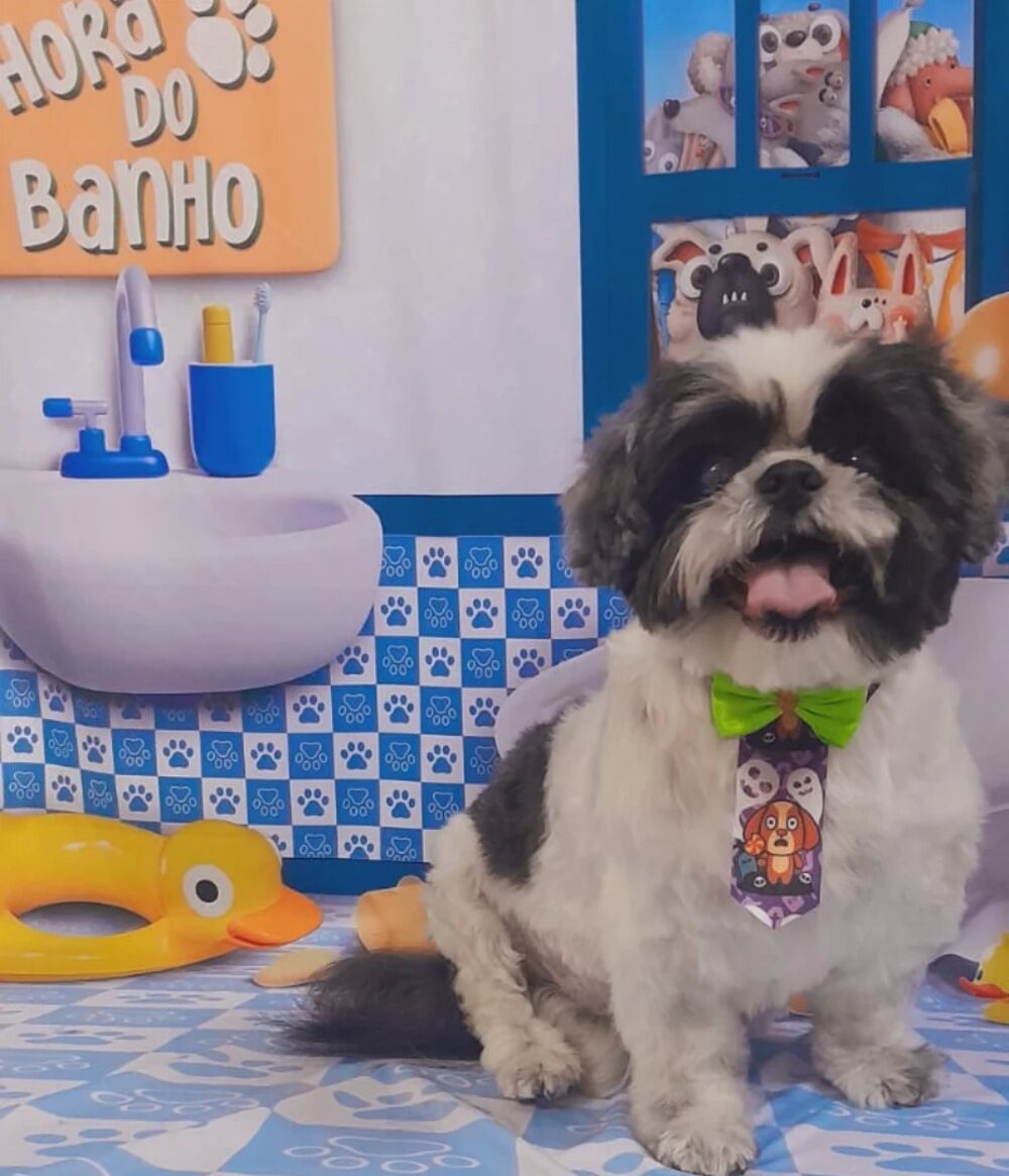 Shih tzu preto e branco de gravata posando no cenário da Hora do Banho