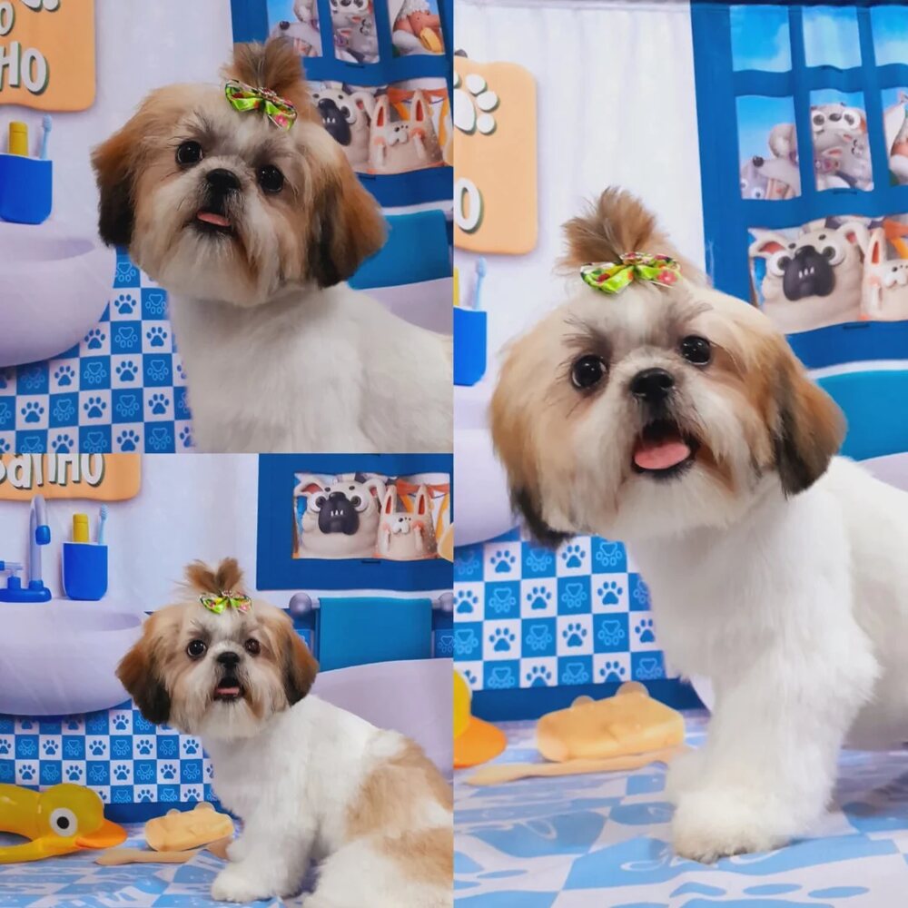 Dois shih tzus com lacinhos verdes posando juntos