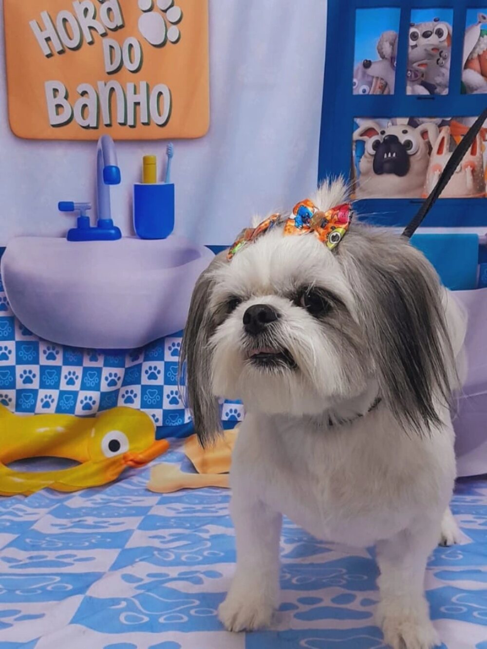 Shih tzu de tiara florida no cenário da Hora do Banho
