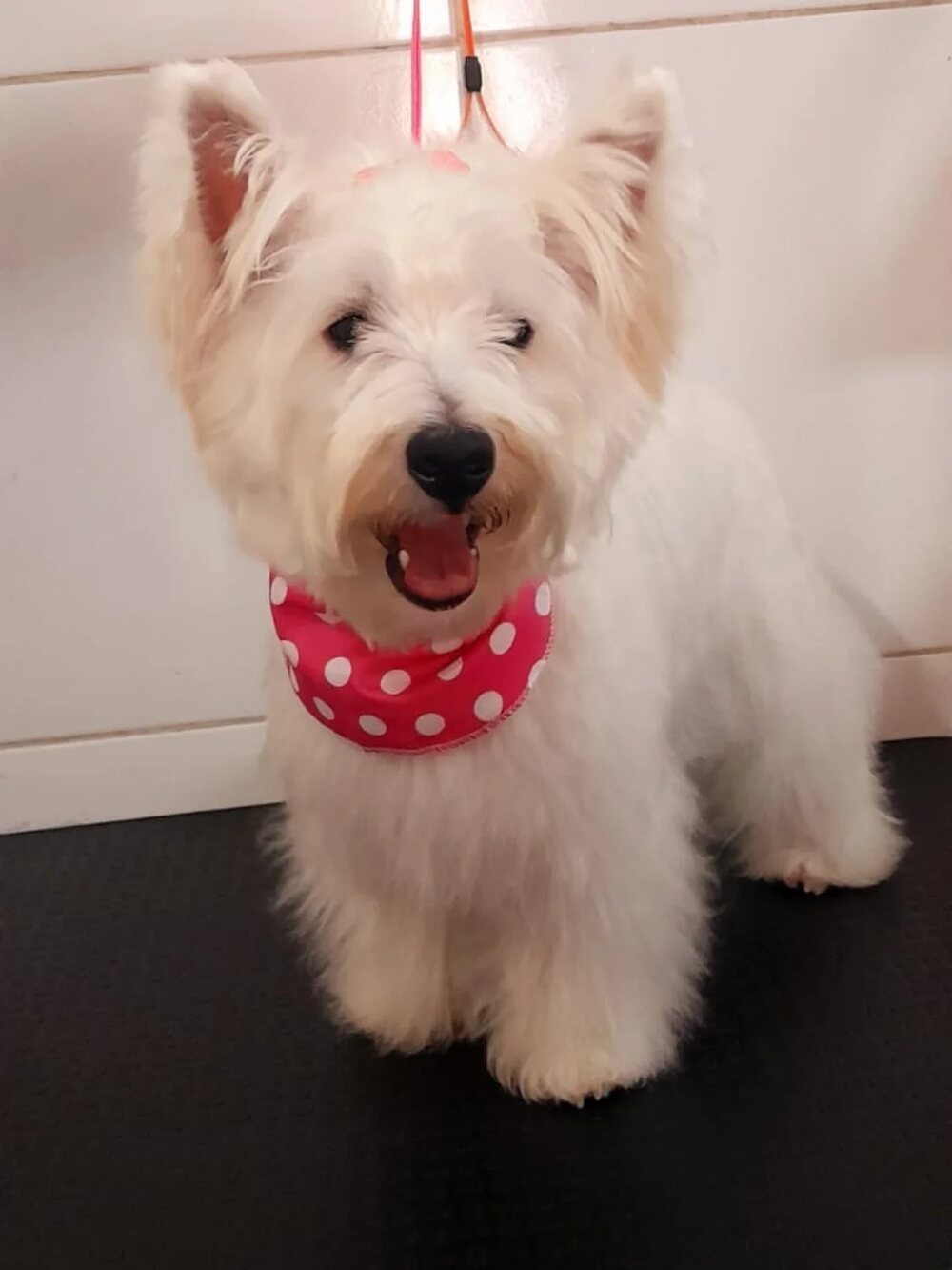 West highland branco com bandana vermelha de bolinhas depois do banho