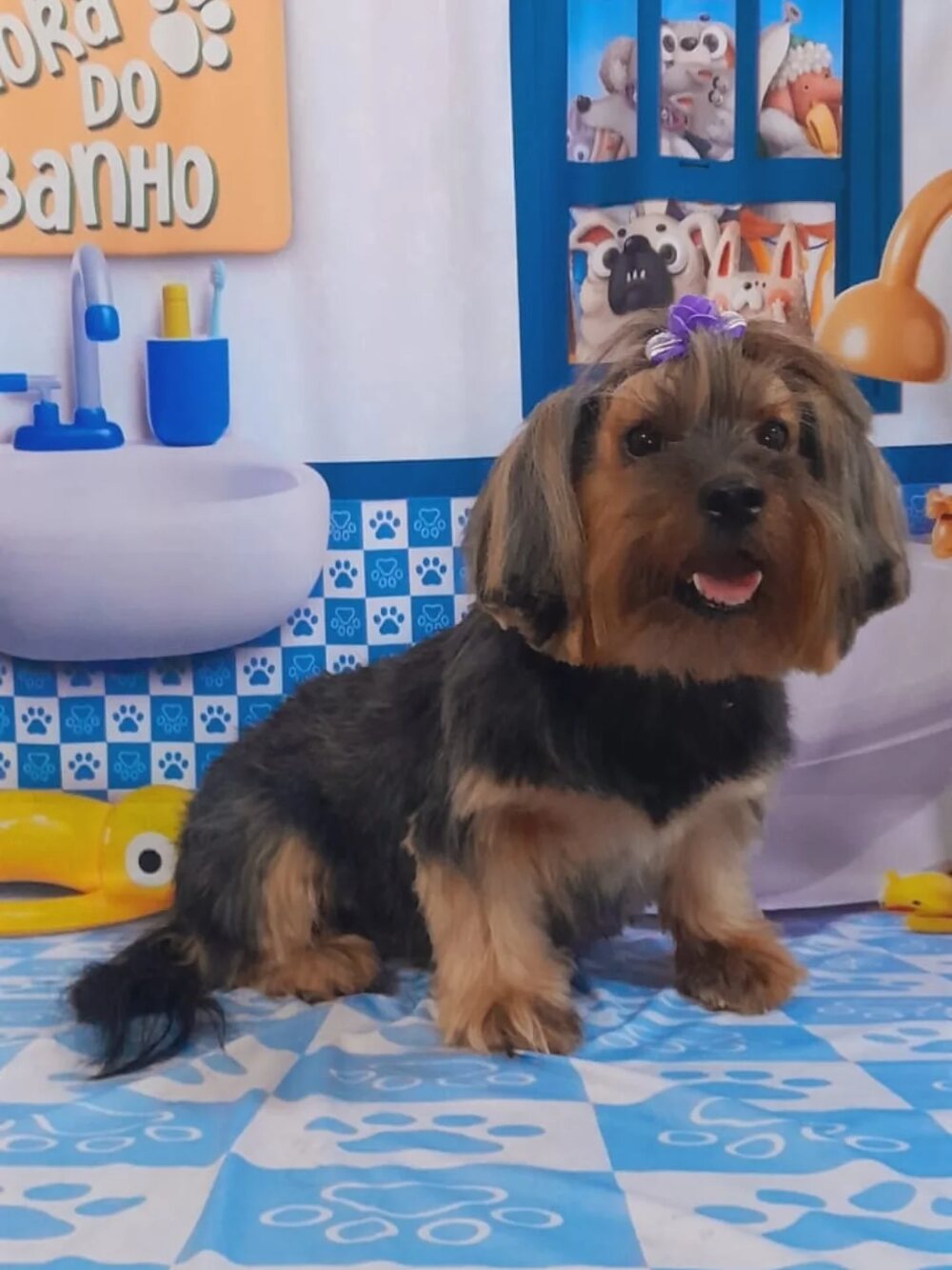 Yorkshire escovado sentado no cenário da Hora do Banho